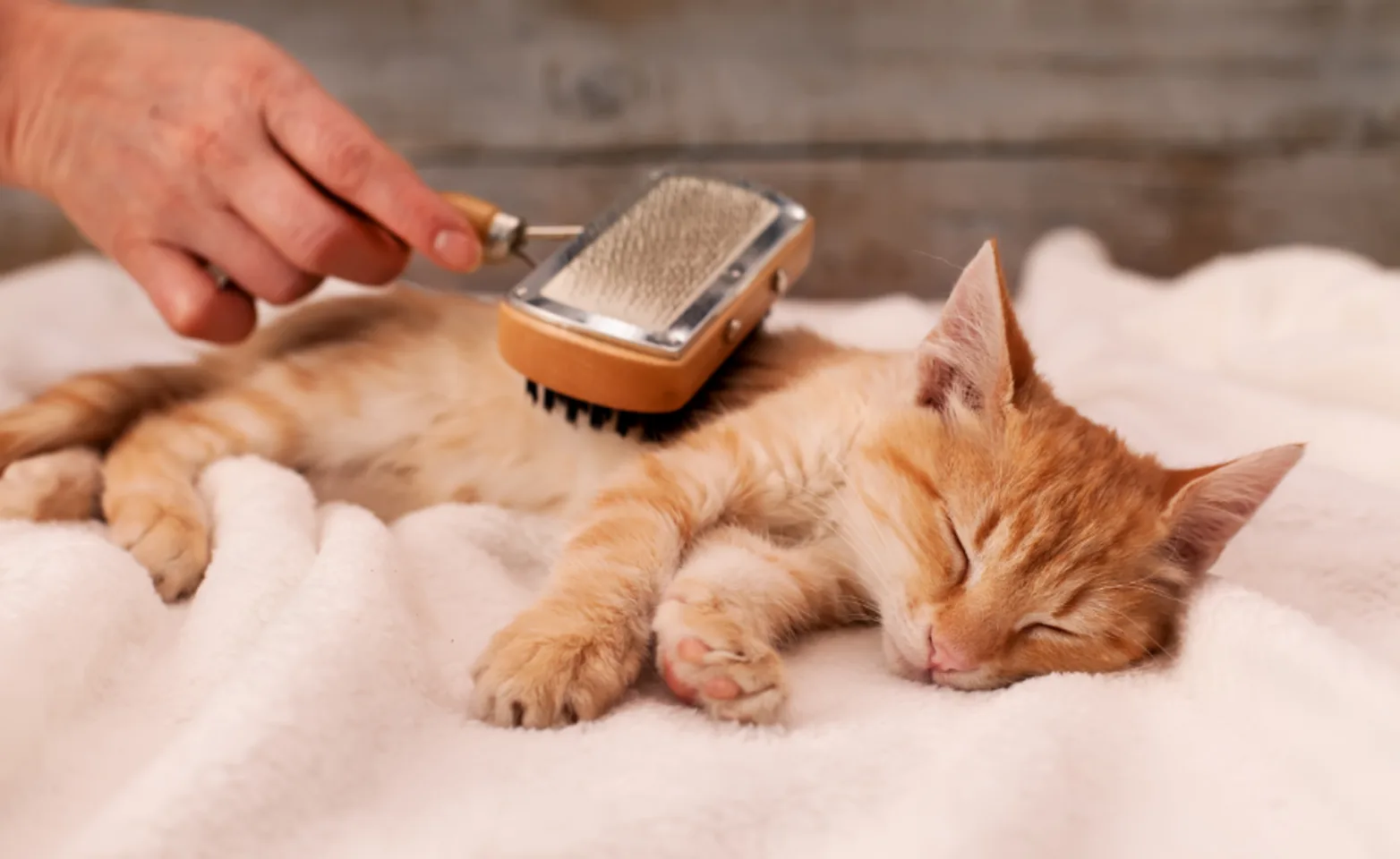 Orange Sleepy Cat Getting Brushed